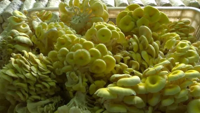 图示, 示意图

中度可信度描述已自动生成