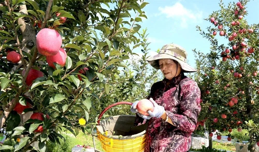 图示, 示意图

中度可信度描述已自动生成