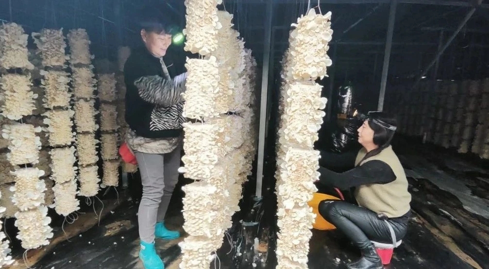 图示, 示意图

中度可信度描述已自动生成